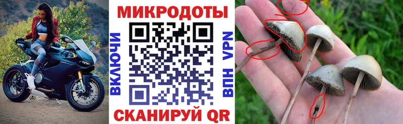 Псилоцибиновые грибы Cubensis  kraken как войти  Козловка 